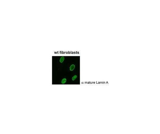 62-8526-21 Anti-Lamin A (mature), clone 4A4-A4 MABT330