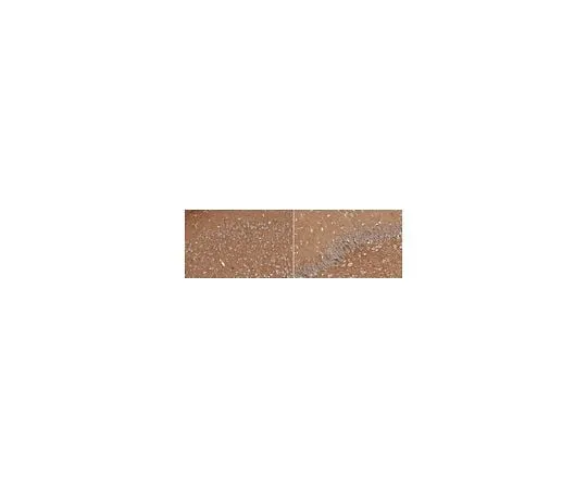 62-8468-90 Anti-PTP zeta/Phosphacan ABN2246