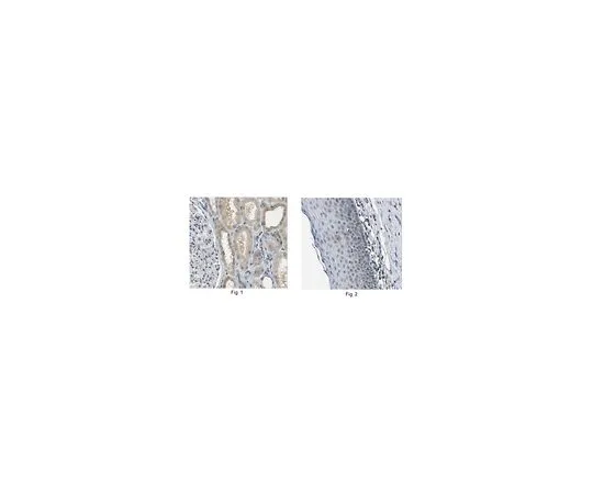 62-8505-33 Anti-SNAI1 Antibody, clone 10H4.1 Cat. No. MABE167 MABE167