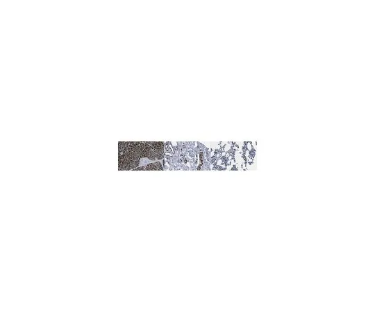 62-8524-85 Anti-R-Spondin 2 Antibody, clone 14C7.1 MABS1709