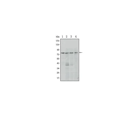 62-8504-58 Anti-PRDM1, clone 5E7 MABD129