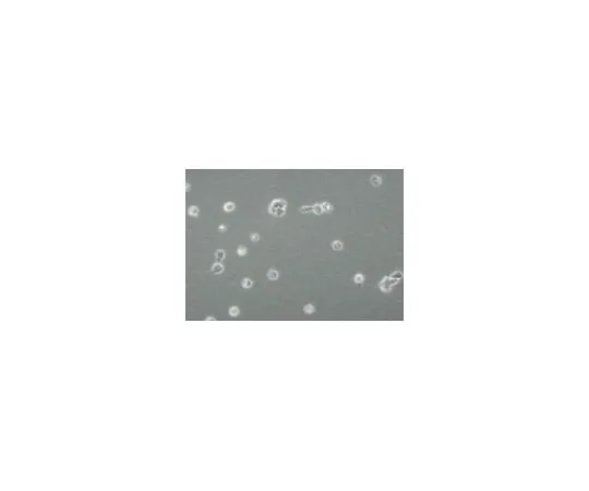 62-8488-10 Leukemia Inhibitory Factor, recombinant human; 5 μg LIF1005