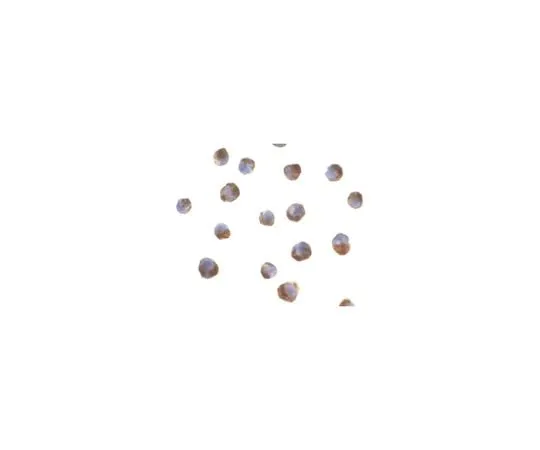 62-8470-08 Anti-Caspase-5 ABS445