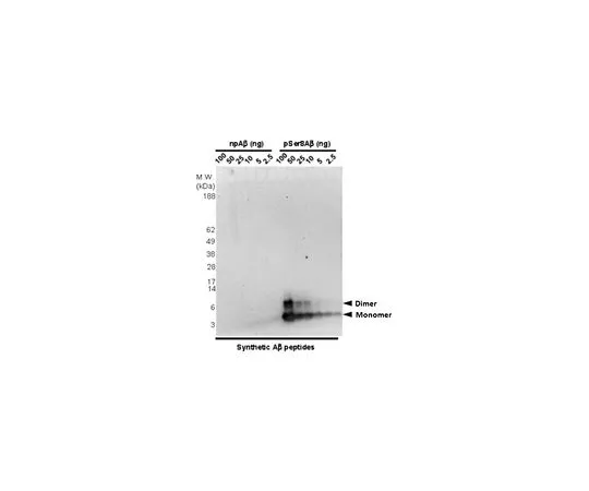 62-8520-05 Anti-phospho-Amyloid beta (Ser8) Antibody, clone 1E4E11 MABN878
