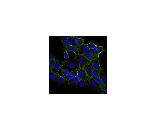 62-8491-54 Anti-Dynein Antibody, IC, cytosolic, clone 74.1, Alexa Fluor(R) 647 conjugate MAB1618-AF647