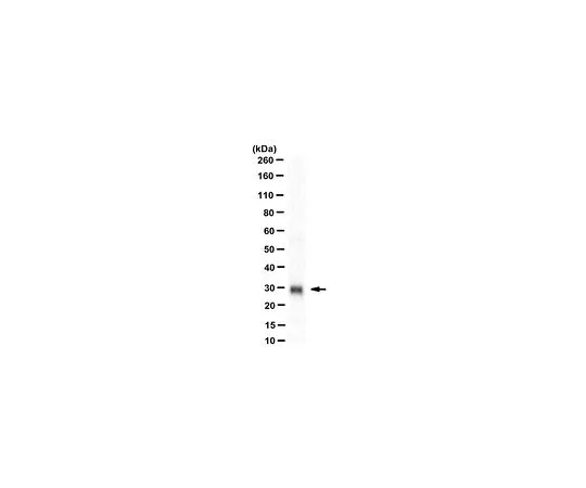 62-8503-49 Anti-PD-L2 Antibody, clone 24F.10C12 MABC969