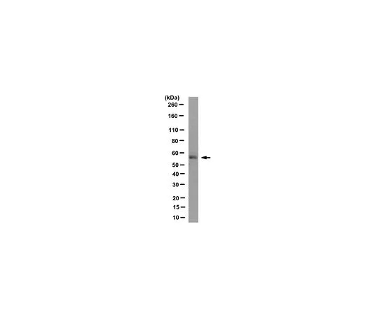 62-8502-40 Anti-HOIL-1 Antibody, clone 2E2 MABC576