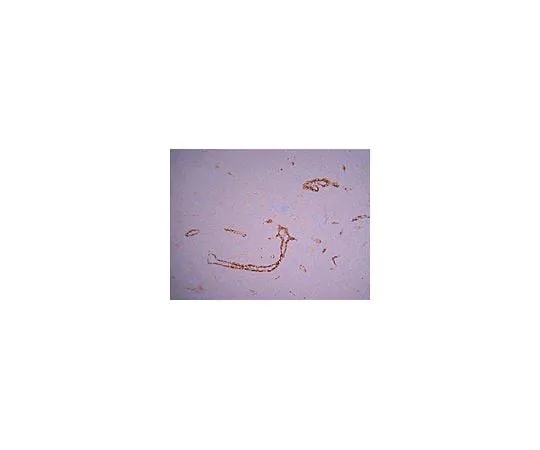 62-8482-08 Blood Vessel Staining Kit; 1 kit ECM590