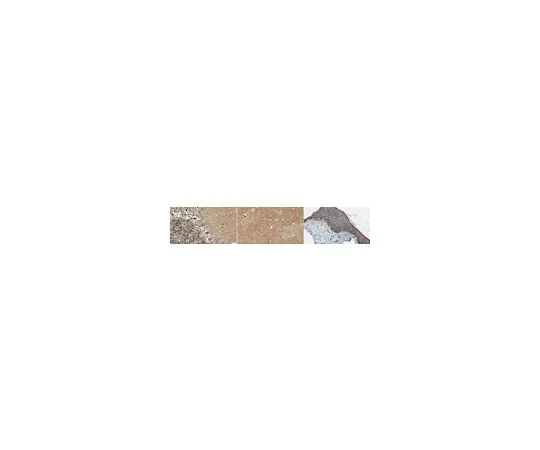 62-8468-48 Anti-PDE2A ABN1486