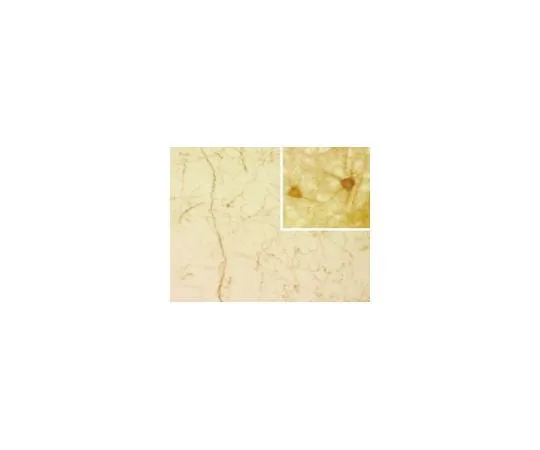 62-8491-25 Anti-Serotonin Transporter, clone 17-7A4; 100 μg MAB1564