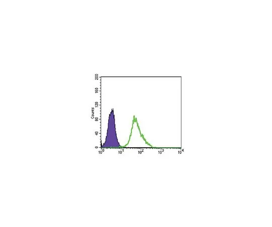 62-8523-66 Anti-MAP2K2, clone 7F5 Antibody MABS813
