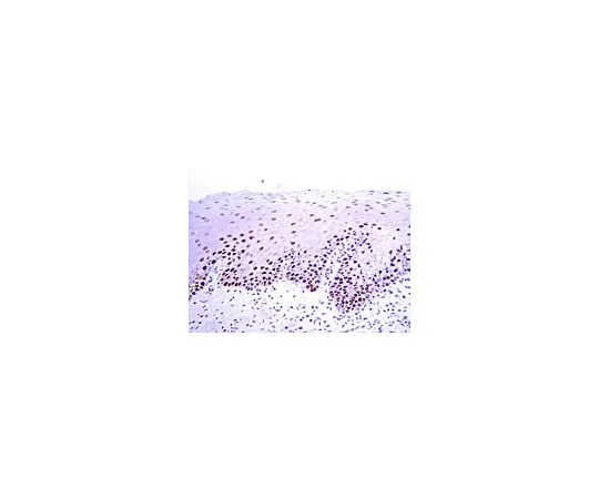 62-8489-44 Anti-PCNA, clone PC10; 500 μg MAB424