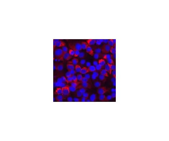 62-8499-45 Anti-Hepatitis C Virus; 100 μg MAB8691
