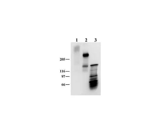 62-8497-22 Anti-Neurocan; 50 μg MAB5234