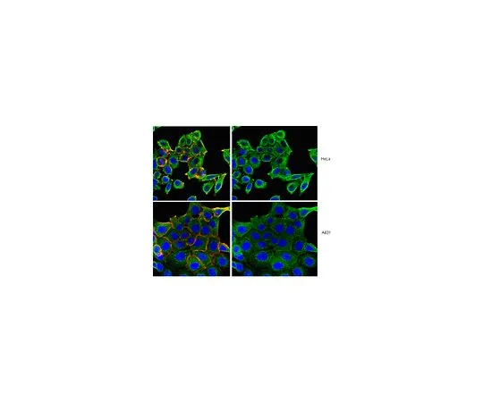 62-8517-19 Anti-Numb, clone 6G10.1; 100 μg MABN281