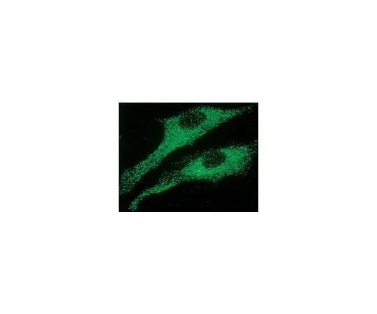 62-8494-27 Anti-Ryanodine Receptor, clone RYR.1; 50 μg MAB3086