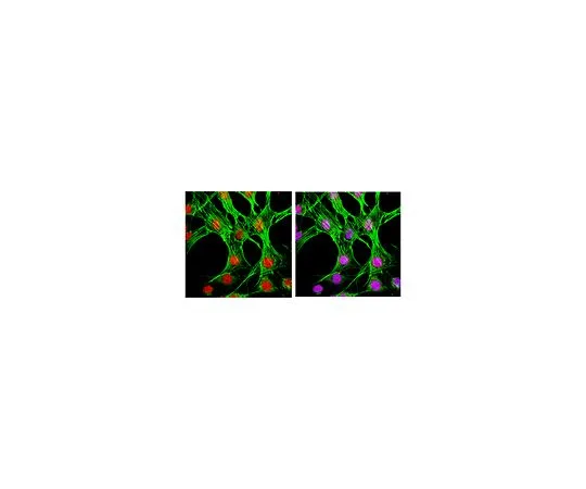 62-8521-91 Anti-phospho-p38 (Thr180/Tyr182), clone 6E5.2; 100 μg MABS64
