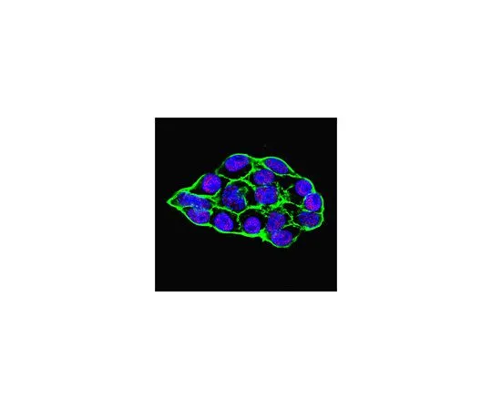 62-8508-64 Anti-TET1 Antibody, clone 5D6 MABE1144