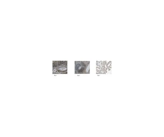 62-8526-37 Anti-Hu GBP-1/GBP-1 Antibody, clone 6C5.1 MABT386 MABT386