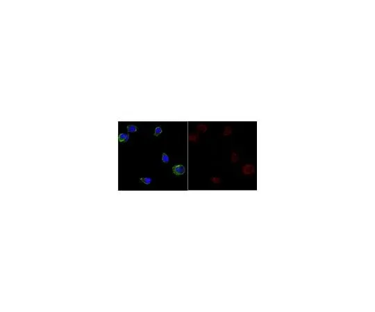 62-8488-90 Anti-APP A4, a.a. 66-81 of APP {NT} Antibody, clone 22C11, Alexa Fluor(R) 647 Conjugate MAB348-AF647