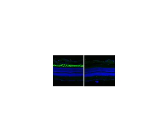 62-8521-20 Anti-ABCA4 Antibody, clone TMR1 MABN1775