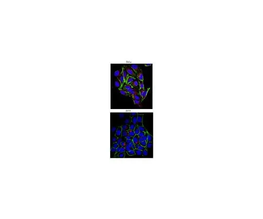 62-8492-31 Anti-Heparan Sulfate Proteoglycan (Perlecan), clone A7L6; 100 μg MAB1948P