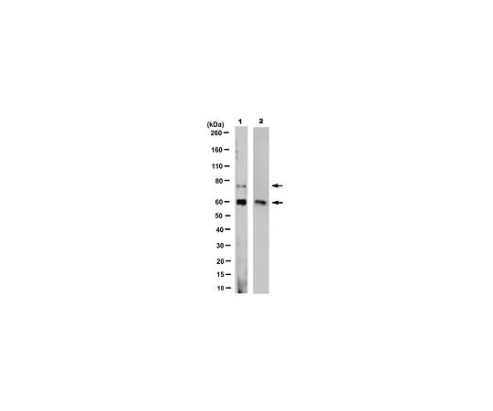 62-8522-54 Anti-PCSK9 Antibody, clone 9B3.1 MABS434