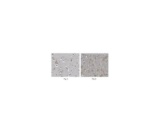 62-8516-77 Anti-pro-BDNA, Clone 5D4.1 MABN110