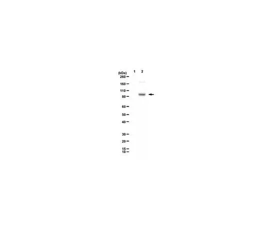 62-8472-16 Anti-TTC39B ABS2119