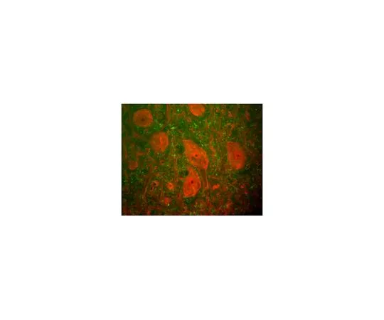 62-8516-49 Anti-UCHL1, clone MCA-BH7 MABN48