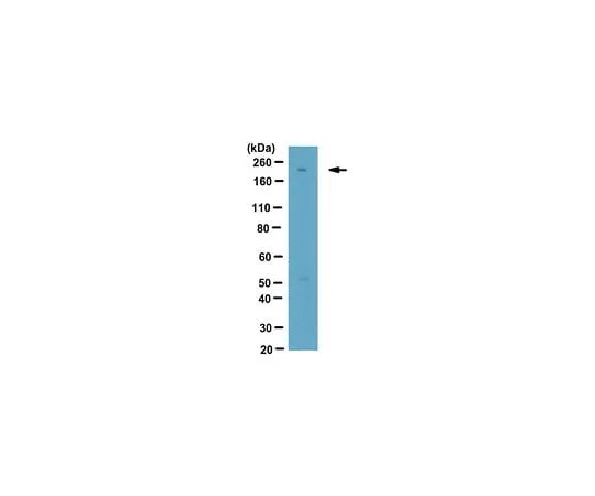 62-8470-40 Anti-LTBP-1 Antibody ABS502