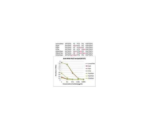 62-8507-76 Anti-phospho RNA Pol II (Ser2), clone 3E7C7 MABE953