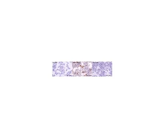 62-8524-40 Anti-FRA-2 Antibody, clone REY146C MABS1261