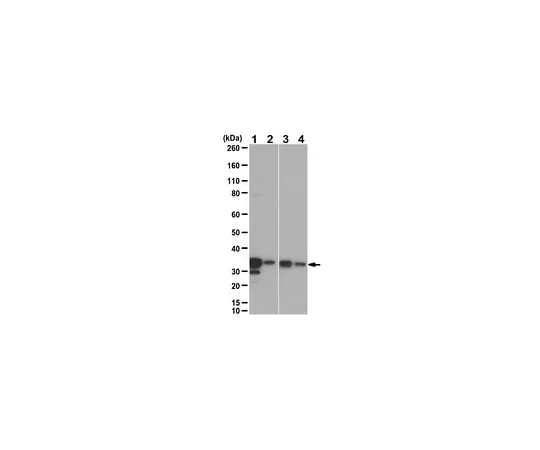 62-8471-38 Anti-Syntaxin-11 Antibody ABS1033