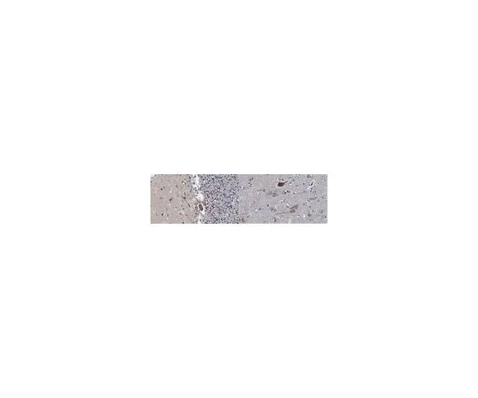 62-8520-82 Anti-Serotonin Receptor 1B, clone 1C2.1 MABN1539