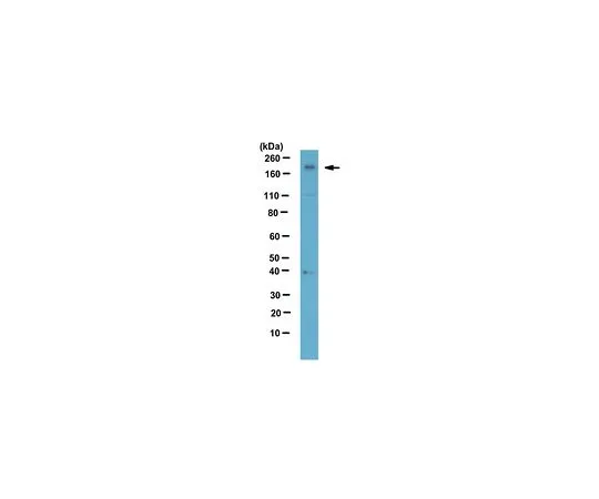 62-8507-33 Anti-Chd2, clone 8H3 MABE873 MABE873