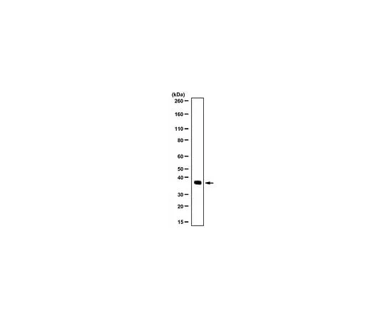 62-8468-97 Anti-GAPDH; 100 μg ABS16