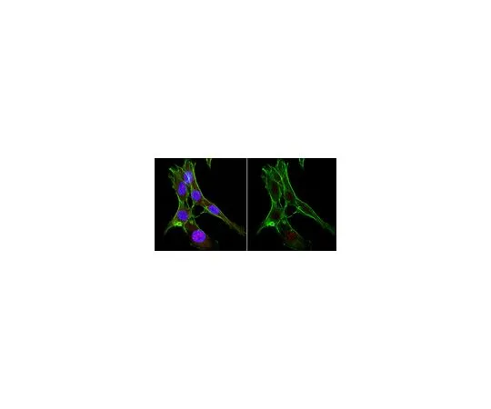 62-8508-74 Anti-Cas9 Antibody, NT Antibody, clone 8C1-F10 MABE1669