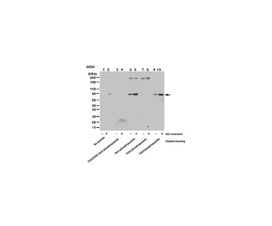 62-8472-09 Anti-phospho-Rsk1 (Thr359/Ser363) Antibody ABS1849
