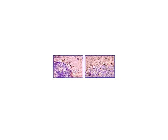 62-8493-43 Anti-Piccolo, clone 4G3.3; 100 μg MAB2226