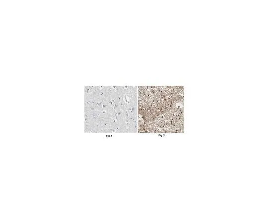 62-8488-82 Anti-APP Antibody, CT, clone 2.F2.19B4, Ascites Free MAB343-C