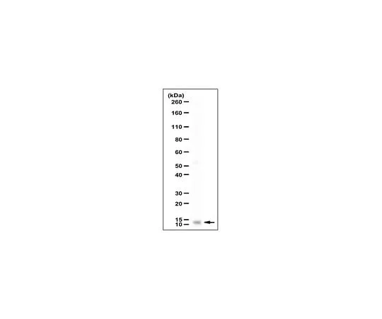 62-8470-65 Anti-Colipase ABS543