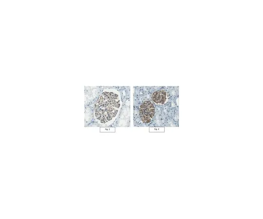 62-8526-26 Anti-ZO-1 Antibody, clone 5G6.1 MABT339