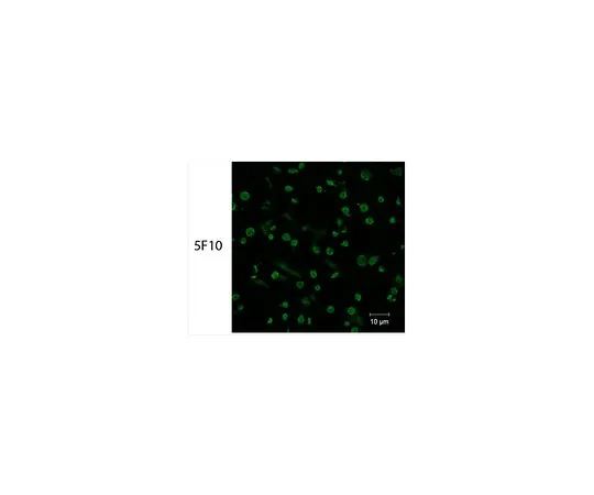 62-8524-62 Anti-PAR4 Antibody, clone 5F10 MABS1298