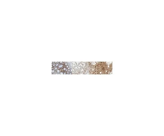 62-8523-97 Anti-Periostin Antibody, clone 5B2.3 MABS1183