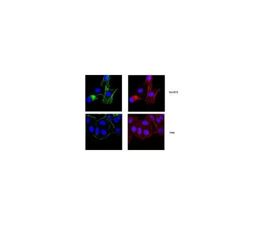 62-8491-12 Anti-Actin, near a.a. 50-70, clone C4; 100 μg MAB1501R