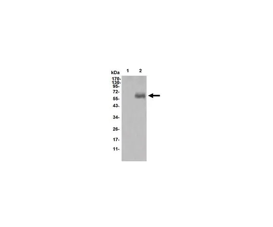 62-8519-26 Anti-DKK1, clone 2H2 Antibody MABN709