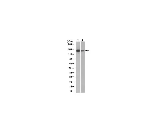 62-8508-23 Anti-SKI2W Antibody, clone 8D10.2 MABE1048