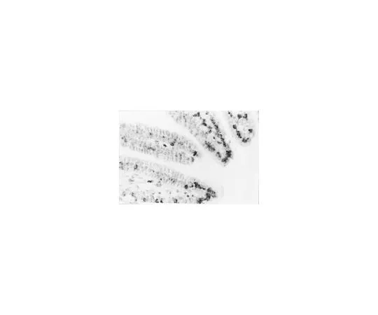 62-8494-63 Anti-DNA, single stranded specific, clone F7-26; 50 μg MAB3299