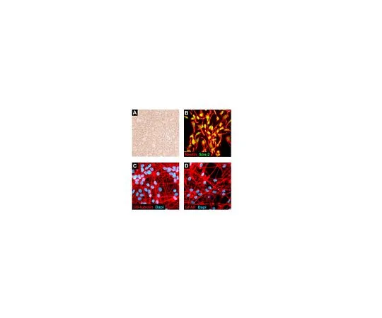 62-8531-75 ReNcell VM Immortalized Cell LIne; 1 ea SCC008